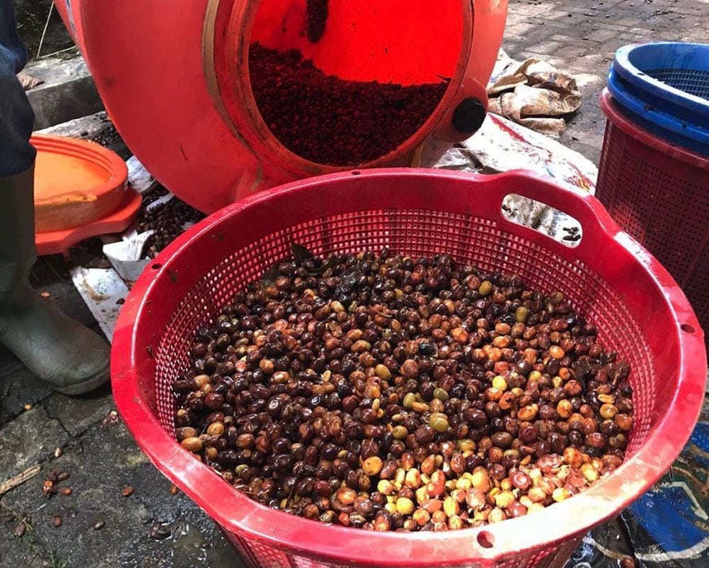 Indonesia Aurorora Dew - Filter