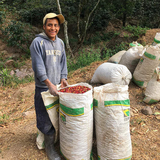 Guatemala Huehuetenango - Espresso