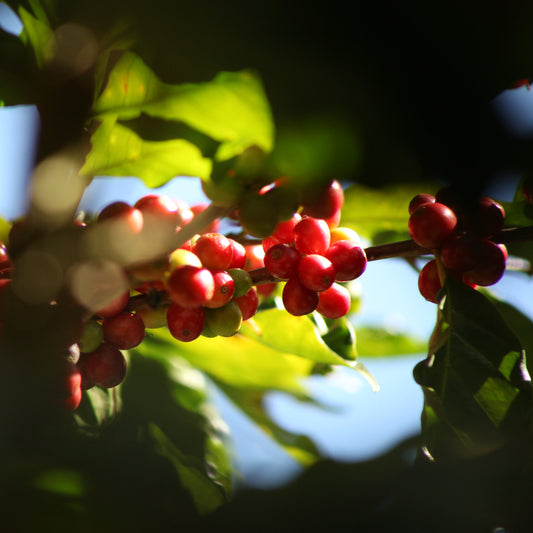 El Salvador Finca Majahual