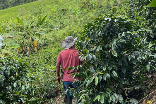 Colombia El Jardin Tabi - Omni
