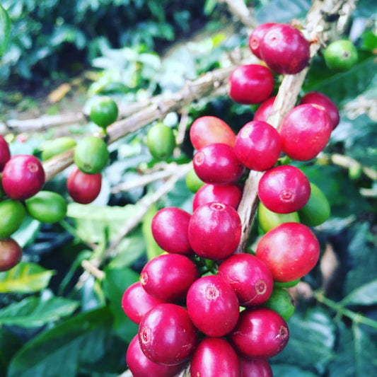 Colombia Jose Lasso Aji - Filter