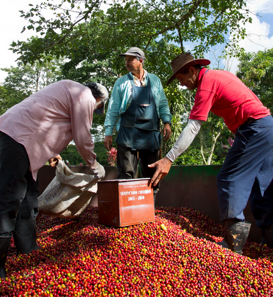 El Salvador Finca Majahual