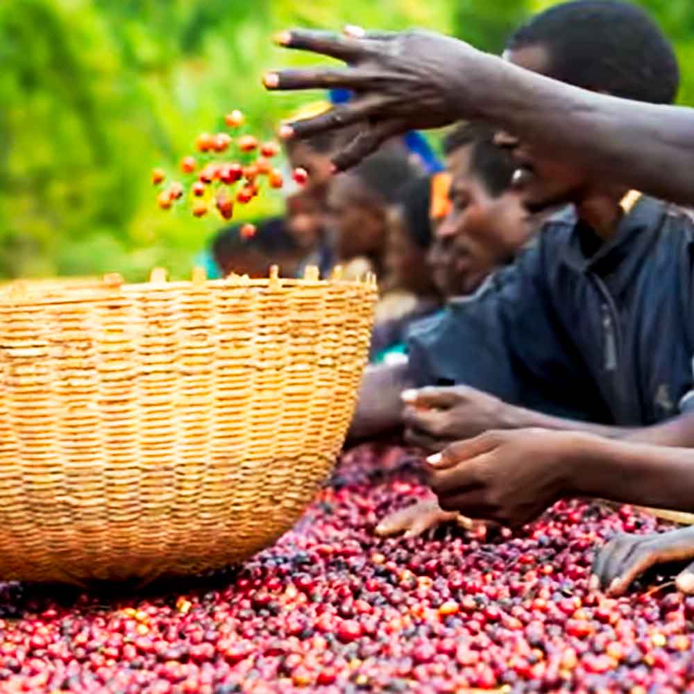 Ethiopia Hambela Wamena - West Guji - Filter