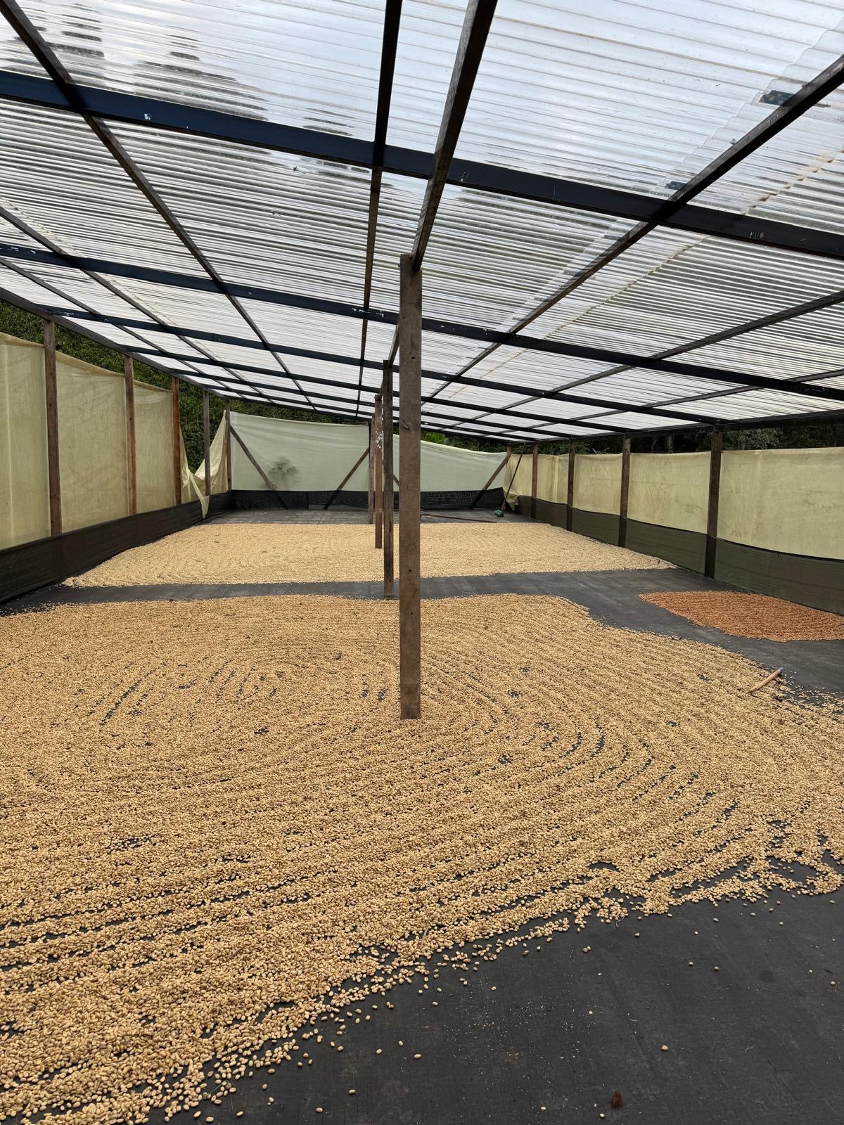 Colombia El Diviso Ombligon - Filter (EXOTIC COLLECTION)