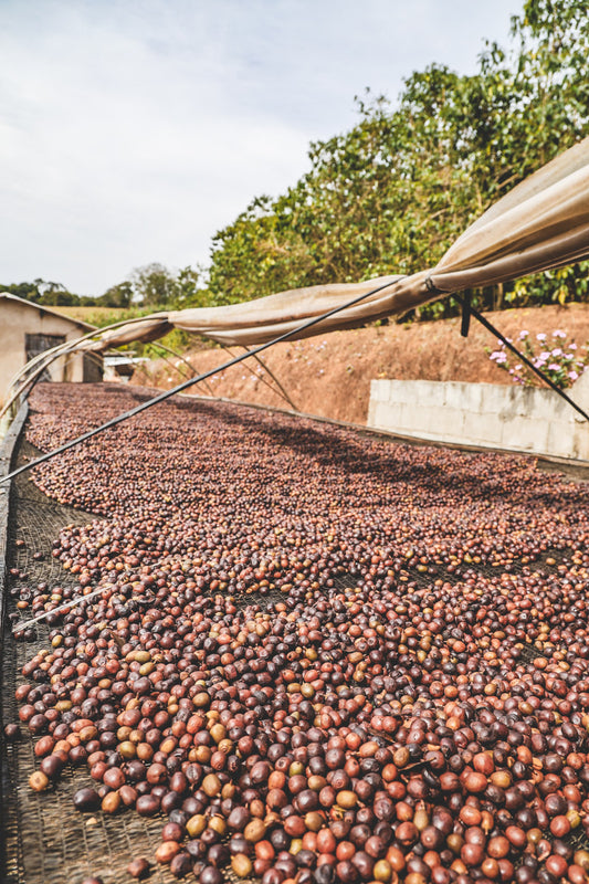 Brazil Cochoeira Natural - Filter