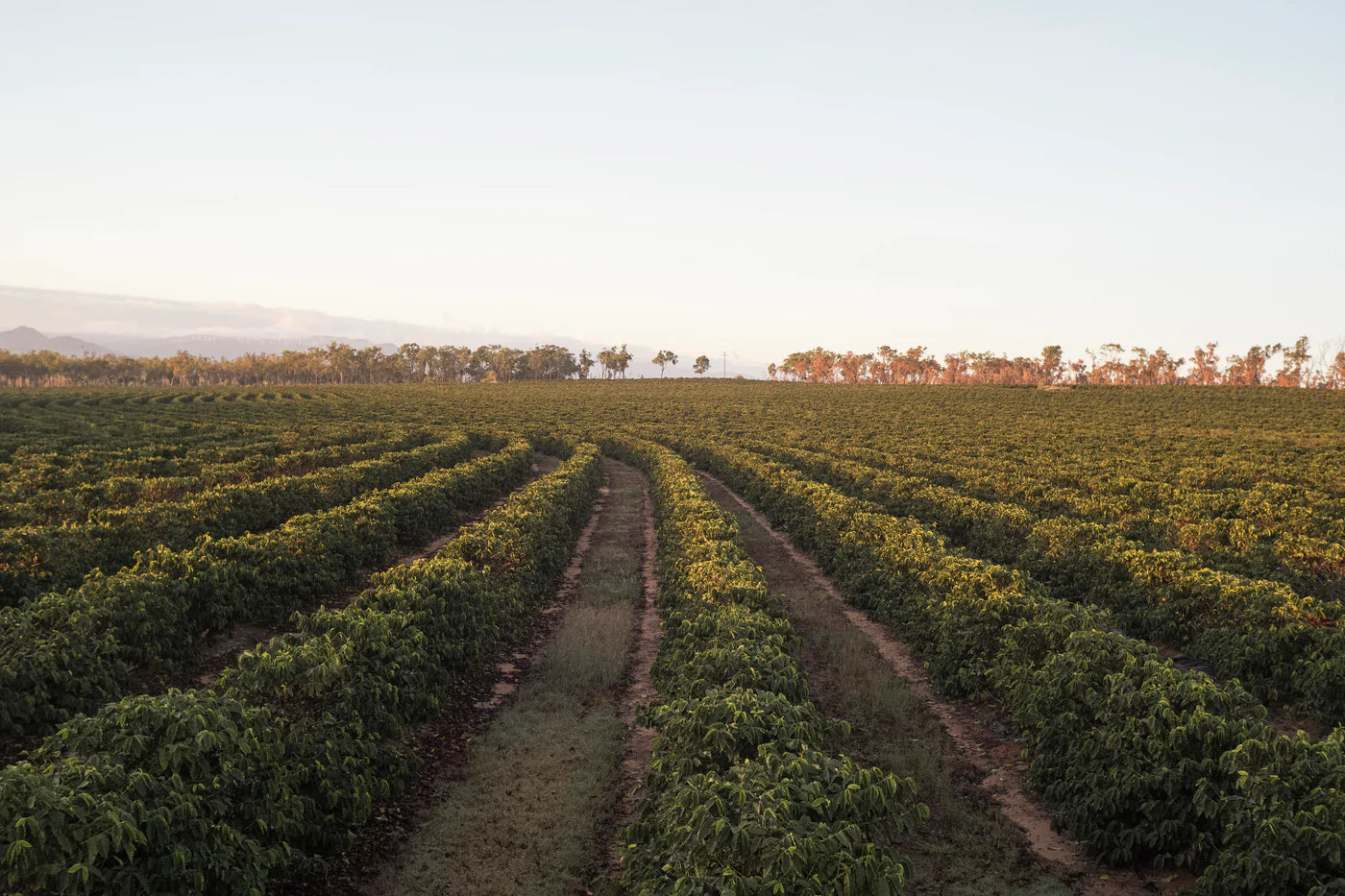 Australia Jack Murat washed - Espresso