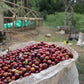 Timor-Leste Laclo Natural - Espresso