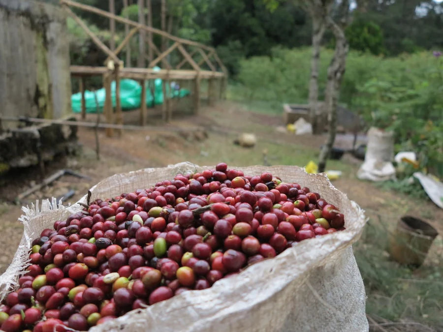 Timor Leste - Smallholder farmers collective Omni