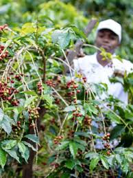 Burundi Butegana Yeast Inocluated - Filter