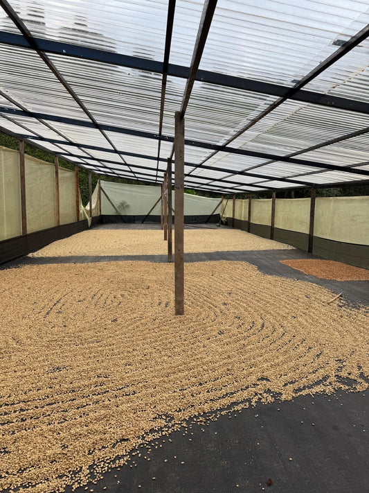 Colombia El Diviso Ombligon - Filter (EXOTIC COLLECTION)